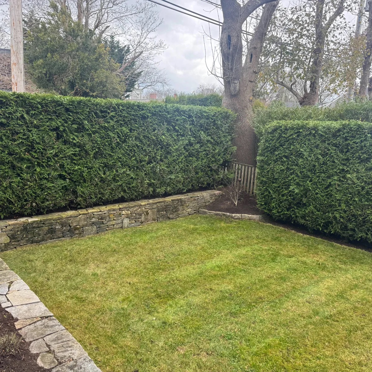 Manicured privacy hedge above a Nantucket stone wall