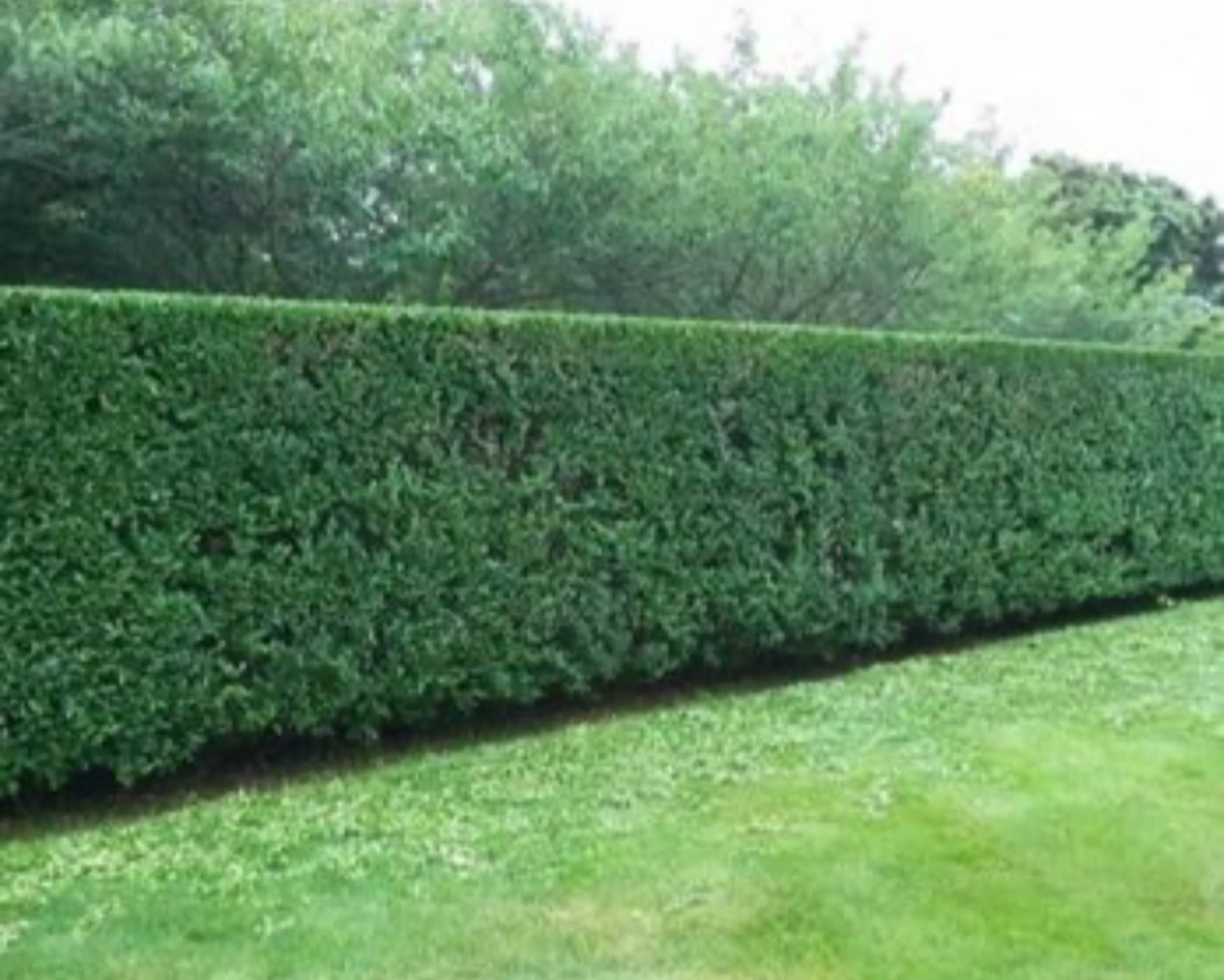 Freshly manicured hedge and lawn
